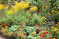 Bed with goldenrod, Solidago Goldenmosa 