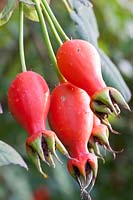 Rose hips of Rosa moyesii Geranium 