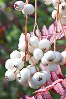 Berries of the rowan tree, Sorbus koehneana 