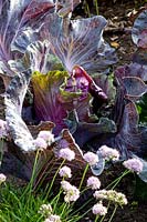 Red pointed cabbage, Brassica oleracea Kalibos 