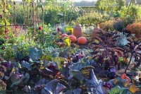 Autumnal vegetable garden with kale, pointed cabbage and pumpkin 