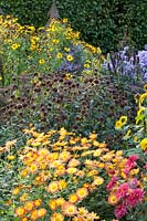 Autumn bed with garden chrysanthemums et alii, Dendranthema Cinderella, Dendranthema Dernier Soleil 