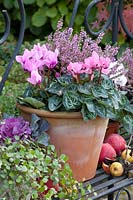 Cyclamen and heather in pots, Cyclamen persicum, Calluna vulgaris Garden Girls 
