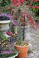 Standard tree Cotoneaster and pots with heather, Cotoneaster dammeri Coral Beauty, Calluna vulgaris Garden Girls 