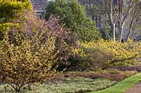 Winter flowering shrubs 