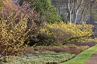 Winter flowering shrubs 