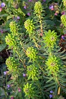 Portrait of Spurge, Euphorbia characias Black Pearl 