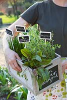 box with herbs,box with herbs 