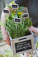 box with herbs,box with herbs 