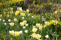 Yellow and white tulips,Tulipa Purissima,Tulipa Yellow Purissima 