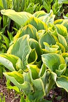 Sprouting of hosta 