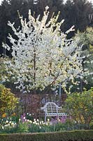 Seating area in front of flowering Morello cherry, Prunus cerasus 