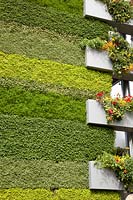 Plant wall with herbs 