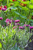 Nasturtium and Cornflower, Tropaeolum Mahogany, Centaurea cyanus Purple Midget 