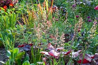 Annuals and perennials, Tropaeolum majus Mahogany, Centaurea cyanus Purple Midget, Heuchera, Imperata cylindrica Red Baron 