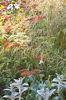 Combination of hairgrass and yarrow, Deschampsia cespitosa Goldtau, Achillea Fanal 