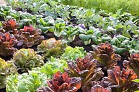 Bed with lettuce, pak choi and kohlrabi, Lactuca sativa Red Iceberg, Lactuca sativa Nymans, Lactuca sativa Iceberg, Brassica rapa chinensis Giant Green et alii 