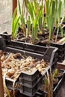 Onions laid out to dry 