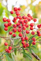Berries of the Rowan, Sorbus aucuparia Chinese Lace 