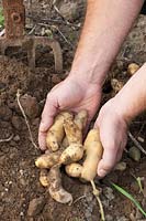 Harvesting La Ratte potatoes, Solanum tuberosum La Ratte 