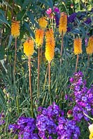 Combination of torch lily and phlox, Kniphofia Bee's Sunset, Phlox paniculata Iris 