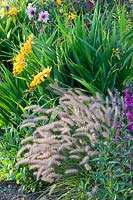 Montbretia and grass, Pennisetum orientale, Crocosmia Rowallane Yellow 