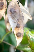 Portrait seeds of the silver dollar, Lunaria rediviva 