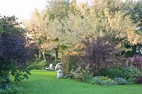 Garden view with ash-leaved maple, Acer negundo Flamingo 