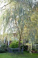 Seating under weeping willow, Salix alba Tristis 