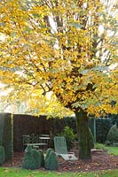 Seating under chestnut tree in autumn, Aesculus hippocastanum 