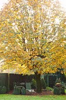 Seating under chestnut tree in autumn, Aesculus hippocastanum 