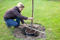 Step by Step, Planting a fruit tree, Determine planting height with a wooden stick placed over the planting hole, Cydonia oblonga Vranja 