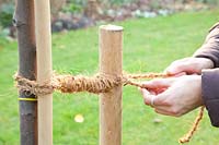 Step by step, plant a fruit tree, tie the tree to the tree post with coconut rope 