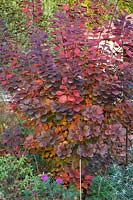 Autumn colouring of smoke tree, Cotinus coggygria Royal Purple 