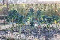 Palm cabbage in winter, Brassica oleracea Nero di Toscana 