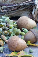 Wooden acorns 