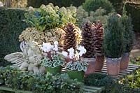 Winter outdoor decoration with angel, Taxus baccata Fastigiata, Skimmia Fragrant Cloud, Cyclamen persicum Silverado Mix 