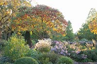 Autumn garden with sumac, Rhus typhina 