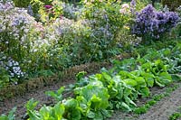 Bed with endive and lamb's lettuce, cichorium, Vallerianella locusta Vit 