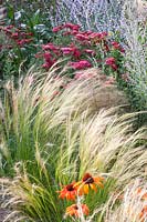 Grasses and perennials, Stipa tenuissima, Echinecea purpurea Tangerine Dream, Perovskia, Achillea Red Velvet 