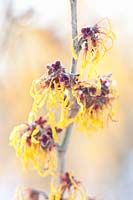 Portrait of Witch Hazel, Hamamelis intermedia John 