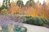 Willow and ornamental blackberry in the winter garden, Salix alba, Rubus thibetanus Silver Fern, Ruta graveolens 