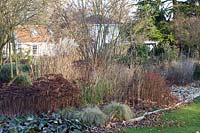 Perennials and grasses in winter, Miscanthus, Sedum, Bergenia, Carex Frosted Curls 
