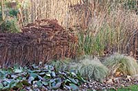 Perennials and grasses in winter, Sedum, Bergenia, Carex Frosted Curls 