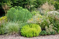 Gravel bed, Origanum vulgare Thumbles Variety, Kniphofia Bees Sunset, Festuca mairei, Achnatherum brachytricha, Calamagrostis brachytricha, Helianthus salicifolius 