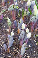 Sprouting of Canadian bloodroot, Sanguinaria canadensis 