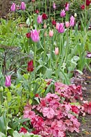 Tulips and perennials, Heuchera Peach Flambe 