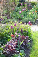 Bed with tulips and perennials, Heuchera Plum Pudding, Lathyrus vernus 