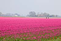 Tulip fields in Holland 