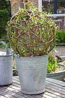 DIY, ball made of living willow, growing in a pot, Salix, Step 7 